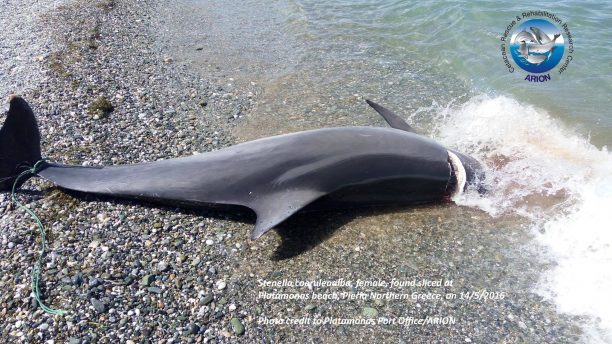 Δολοφονημένο από ανθρώπινο χέρι το δελφίνι που εκβράστηκε σε παραλία του Πλαταμώνα