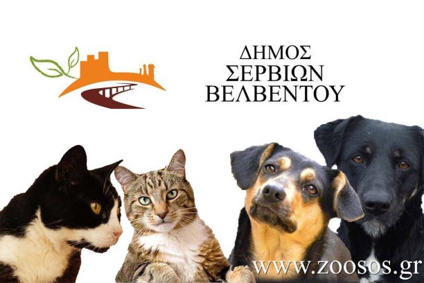 Ο Δήμος Σερβίων – Βελβεντού καταδικάζει την εξόντωση ζώων με φόλες αλλά πέραν αυτού τι άλλο κάνει για τ’ αδέσποτα;