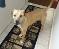 Χάθηκε αρσενικός σκύλος στη Δραπετσώνα Αττικής