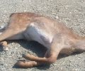 Οι άνθρωποι ευθύνονται και για την αγέλη σκύλων που δάγκωσε θανάσιμα 7 ελάφια σε πάρκο στην Ρόδο