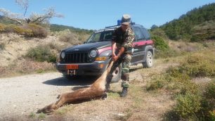 Ακόμα ένα ελάφι θύμα τροχαίου στη Ρόδο