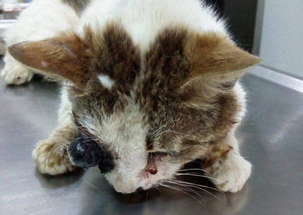 Τρίκαλα: Φιλόζωοι απ’ όλη την Ελλάδα πλήρωσαν τα έξοδα των 3 χειρουργείων της γάτας που χτυπήθηκε από όχημα (βίντεο)
