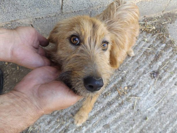 Φυτόκο Μαγνησίας: Βρήκε τον σκύλο εγκαταλελειμμένο δεμένο με σύρμα σε πάσσαλο χωρίς τροφή και νερό