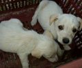 Βρήκε 3 σκυλιά ζωντανά πεταμένα στο φράγμα του Πηνειού κοντά στη Γαστούνη Ηλείας