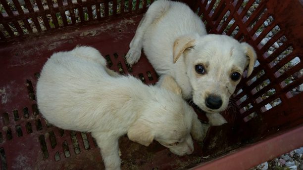 Βρήκε 3 σκυλιά ζωντανά πεταμένα στο φράγμα του Πηνειού κοντά στη Γαστούνη Ηλείας
