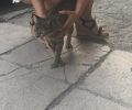 Βρήκε νεαρή φιλική στειρωμένη γάτα στον Κολωνό της Αθήνας