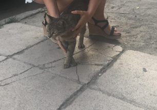 Βρήκε νεαρή φιλική στειρωμένη γάτα στον Κολωνό της Αθήνας