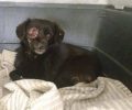 Έκκληση για τον εντοπισμό του άρρωστου σκύλου που περιφέρεται στον Γέρακα Αττικής