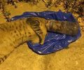 Χαλάνδρι: Κοπάνησε τη γάτα, τη σφήνωσε σε μπουκάλι και νεκρή την πέταξε στην πόρτα της γυναίκας που την φρόντιζε