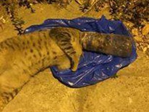 Χαλάνδρι: Κοπάνησε τη γάτα, τη σφήνωσε σε μπουκάλι και νεκρή την πέταξε στην πόρτα της γυναίκας που την φρόντιζε