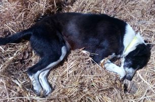 Μαζική εξόντωση αδέσποτων στην Ιστιαία της Εύβοιας, 10 μέχρι τώρα τα νεκρά σκυλιά