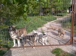 Καλυβίτση Καλαβρύτων: Σκοτώθηκε ο άνθρωπος που φρόντιζε 4 σκυλιά και επείγει η φιλοξενία/υιοθεσία τους