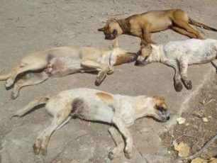 Συνεχίζεται η συστηματική εξόντωση των αδέσποτων με φόλες στην Καστοριά