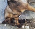 Φιλόζωοι επικήρυξαν τον δράστη που δηλητηρίασε 14 σκυλιά στην Καστοριά