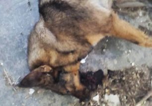 Φιλόζωοι επικήρυξαν τον δράστη που δηλητηρίασε 14 σκυλιά στην Καστοριά