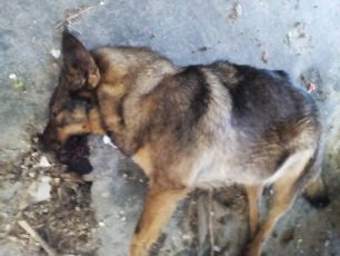 Φιλόζωοι επικήρυξαν τον δράστη που δηλητηρίασε 14 σκυλιά στην Καστοριά