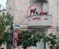 Δύο κατσίκες στο μικρό μπαλκόνι ενός σπιτιού στο κέντρο της Κω