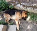 Δηλητηρίασαν τον σκύλο στην αυλή του σπιτιού του στα Καβάσιλα Αλεξάνδρειας Ημαθίας