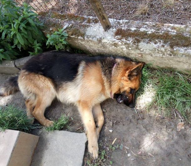 Δηλητηρίασαν τον σκύλο στην αυλή του σπιτιού του στα Καβάσιλα Αλεξάνδρειας Ημαθίας