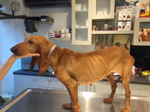 Βρήκαν τον σκύλο να περιφέρεται σκελετωμένος και άρρωστος στον Κουρλαμπά Πάτρας (βίντεο)