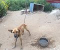Έχει τον σκύλο αλυσοδεμένο, χωρίς τροφή - νερό για να αγριέψει (!) στην Λάππα Αχαΐας
