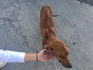 Βρήκαν τον σκελετωμένο σκύλο να περιφέρεται στο Λαύριο