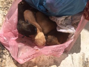 Πέταξε τα κουτάβια ζωντανά στα σκουπίδια απέναντι από το Αστυνομικό Τμήμα Λέρου