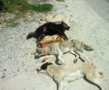 Νεκρά από φόλες τ' αδέσποτα σκυλιά που φρόντιζαν φιλόζωοι στην περιοχή Μανιάκοι Καστοριάς (βίντεο)