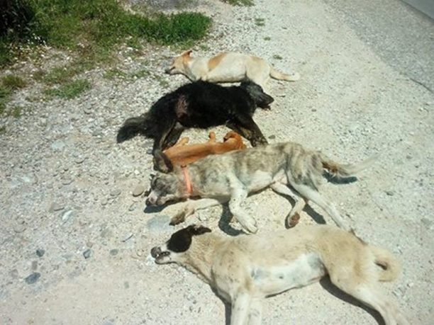 Νεκρά από φόλες τ' αδέσποτα σκυλιά που φρόντιζαν φιλόζωοι στην περιοχή Μανιακοί Καστοριάς (βίντεο)