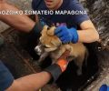 Φιλόζωοι και πυροσβέστες έσωσαν το κουτάβι που είχε εγκλωβιστεί σε φρεάτιο στον Μαραθώνα (βίντεο)