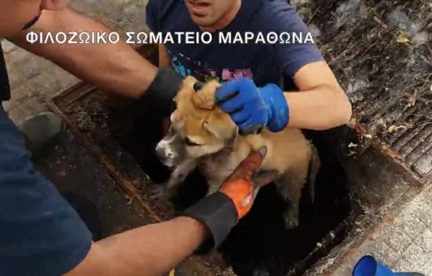 Φιλόζωοι και πυροσβέστες έσωσαν το κουτάβι που είχε εγκλωβιστεί σε φρεάτιο στον Μαραθώνα (βίντεο)