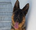 Χάθηκε αρσενικός Γερμανικός Ποιμενικός σκύλος στα Κύμινα Θεσσαλονίκης