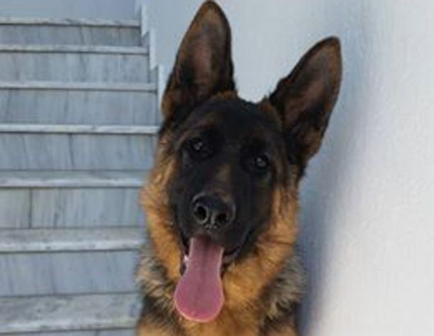 Χάθηκε αρσενικός Γερμανικός Ποιμενικός σκύλος στα Κύμινα Θεσσαλονίκης