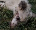 Σε κωματώδη κατάσταση το σκυλάκι που επέζησε του άγριου βασανισμού από 65χρονο στο Παλαιόκαστρο Σερρών