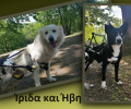 Πήγαν εκδρομή μαζί με δύο αδέσποτες παράλυτες σκυλίτσες που έσωσαν στην Σκύδρα Πέλλας