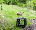 Ο Πάτρικ, ο ορφανός αρκούδος, αν και απελευθερώθηκε στη φύση επέστρεψε στο καταφύγιο του ΑΡΚΤΟΥΡΟΥ μόνος του (βίντεο)
