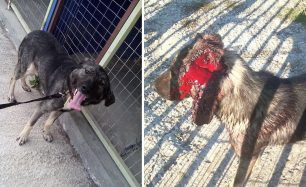 Έκκληση για τη φιλοξενία του σκύλου που σώθηκε μετά την επίθεση με φτυάρι στον Πεντάλοφο Θεσσαλονίκης