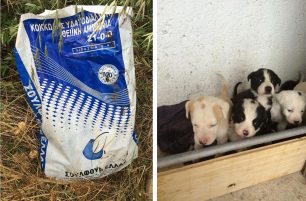 Βρήκαν 8 κουτάβια κλεισμένα σε τσουβάλι τα 2 ήδη νεκρά στον Πρόδρομο της Πάρου