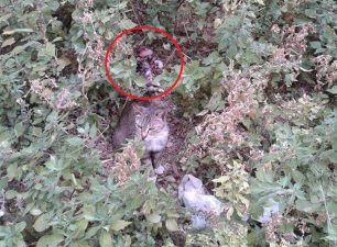 Ρέθυμνο: Βρήκε το πτώμα της γάτας τεμαχισμένο στον κήπο της πολυκατοικίας της