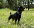 Αργύρης Γέρου, εκπαιδευτής σκύλων: «Εξιλαστήριο θύμα θα είναι τα Ροτβάιλερ αν θανατωθούν»