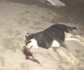 Θεσσαλονίκη: Κυνηγός εκτέλεσε σκύλο πυροβολώντας τον με μονόβολο στο κεφάλι στο Νέο Ρύσιο