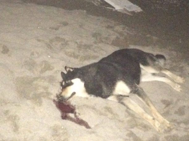 Θεσσαλονίκη: Κυνηγός εκτέλεσε σκύλο πυροβολώντας τον με μονόβολο στο κεφάλι στο Νέο Ρύσιο