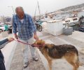 Ψαράδες έσωσαν τον σκύλο που κινδύνευε με πνιγμό ανοιχτά της Σαλαμίνας