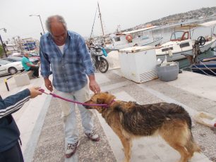 Ψαράδες έσωσαν τον σκύλο που κινδύνευε με πνιγμό ανοιχτά της Σαλαμίνας