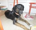 Bρέθηκε αρσενικός σκύλος στην οδό Μιχαλακοπούλου στην Αθήνα