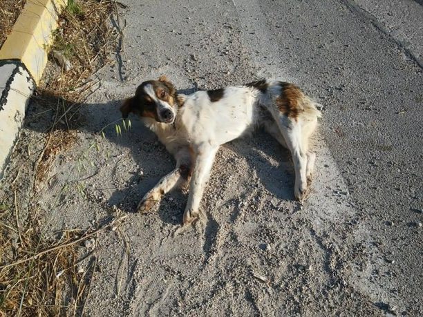 Και πυροβολημένος ο σκύλος που βρέθηκε χτυπημένος από όχημα στον Σολομό Κορινθίας