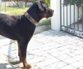 Βρέθηκε αρσενικός σκύλος στη Σωζόπολη Χαλκιδικής