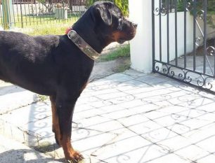 Βρέθηκε αρσενικός σκύλος στη Σωζόπολη Χαλκιδικής