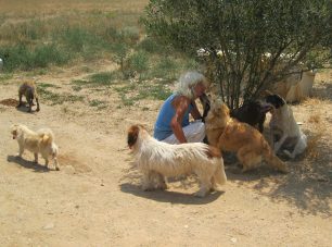 200 σκυλιά σε κίνδυνο στο Χειμάδι Λάρισας καθώς αρρώστησε η γυναίκα που τα φρόντιζε (βίντεο)