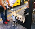 Κατήγγειλε τον οδηγό που ζητούσε από την τυφλή γυναίκα να κατέβει από το λεωφορείο με τον σκύλο – οδηγό της